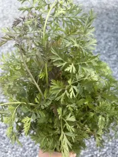 農薬化学肥料不使用★人参の葉と茎　ネコポス