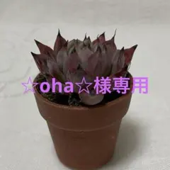 ☆oha☆様専用ジャッカル3個セット