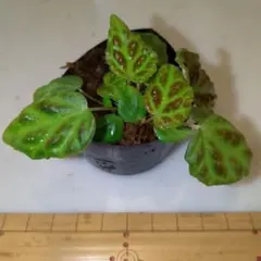 2026年最新】ベゴニアの人気アイテム - メルカリ