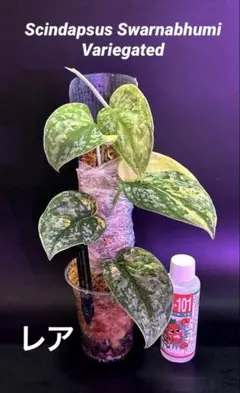 スキンダプサス スノーフレック ミューテーション 大株 1 - メルカリ