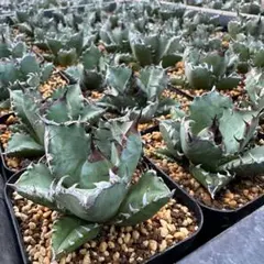 2026年最新】姫厳竜の人気アイテム - メルカリ