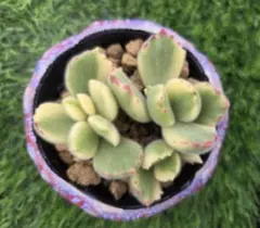 はな様 リクエスト 2点 まとめ商品