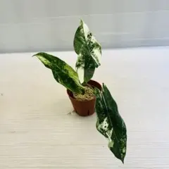 熱帯植物‼️レア‼️ アロカシア シンポ アルボ バリエガータ 斑入り