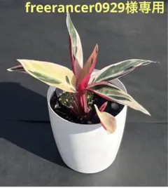 freerancer0929様 リクエスト 3点 まとめ商品