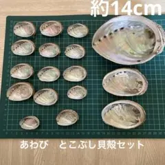2026年最新】アワビ貝殻の人気アイテム - メルカリ