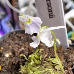 食虫植物 ウサギゴケ クリオネゴケのサムネイル