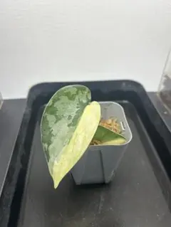 ジョニ～様 リクエスト 2点 まとめ商品