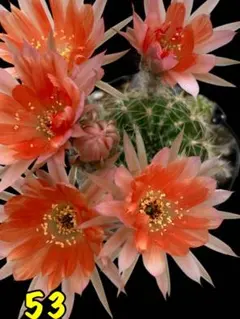 YUMA  プロフ見てね。様 リクエスト 2点 まとめ商品