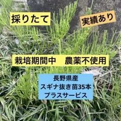 2026年最新】スギナ苗の人気アイテム - メルカリ