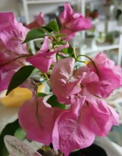 2026年最新】ブーゲンビリア 苗の人気アイテム - メルカリ