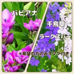 ② バビアナ　3本　ラークスパー・千鳥草　苗　3株　✵ネコポス配送のサムネイル
