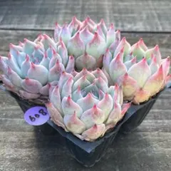 くりりん様 リクエスト 3点 まとめ商品