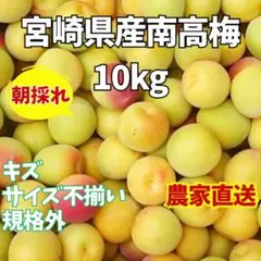 ◾︎たま様専用ページ【訳あり】宮崎県産南高梅 10kg 朝採れ 規格外
