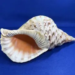 2026年最新】ホラ貝の人気アイテム - メルカリ