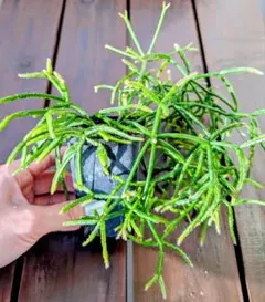ユーフォルビア エチュベルクローサ 充実開花株 実生 - メルカリ
