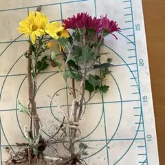 g0865760様 リクエスト 5点 まとめ商品