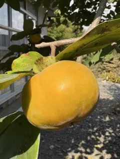 ゆーみん様専用ページです。お申し込みされて無い方のお買い上げは、ご遠慮願います。