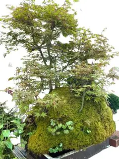 景色盆栽 もみじ盆栽 庭木 植木 庭石 大きめ 苔付き【引き取り限定】 景色盆栽 もみじ盆栽 庭木 植木 庭石 大きめ 苔付き【引き取り限定