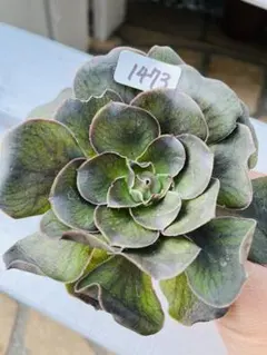 #多肉植物❤️アエオニウム❤️カナリエンシス❤️1大頭8小頭16cm拔き苗 多肉植物❤️アエオニウム❤️カナリエンシス❤️1大頭8小頭16cm拔き