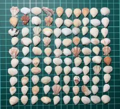 【6】貝殻　色々　100個　約1.5cm 貝