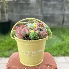 ☆速達付き☆♡そのまま飾れる♡浮き輪カエルちゃんの多肉植物寄せ植え