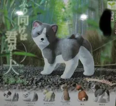 Item thumbnail for item 5fe80e0a-d3d6-4f34-9505-b9ae1f5d3107