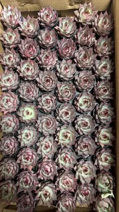 F1534　ロータスランタン　54鉢　土鉢付き　多肉植物 エケベリア 韓国苗