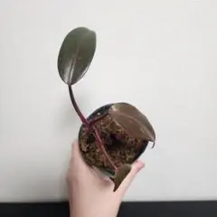観葉植物 フィロデンドロン ピンクプリンセス