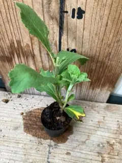 キャラメルマキアート様 リクエスト 2点 まとめ商品