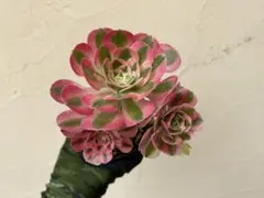 アエオニウム 多肉植物 レア ブードゥー ブラックシルキー 約16cm 抜き