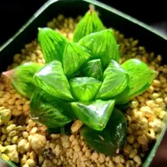 1641 ナイルの一滴×レインシャード 実生多肉植物 ハオルチア アロエ