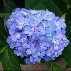 紫陽花　ドリップ　特大　来年用 紫陽花 ドリップ 特大 来年用 - メルカリ