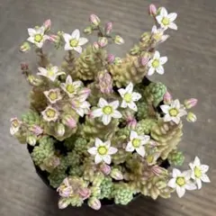 D 多肉植物 クラッスラ デルトイデア タンクアカルー 抜き苗 | Mercari