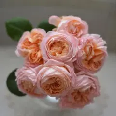 バラ苗 切りバラ苗 Vic♡pink♡♡Rose苗。 - メルカリ