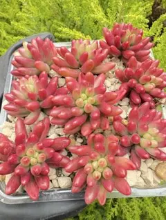 2026年最新】虹の玉の人気アイテム - メルカリ