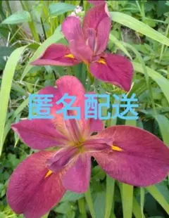 世界最高賞受賞ジャーマンアイリス\ドーントレス\充実\球根\お試し限定