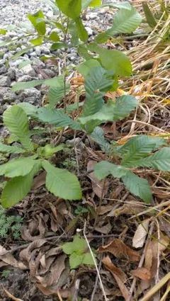 落葉樹 クヌギ苗木10本+αのサムネイル