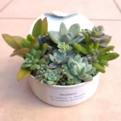 多肉寄せ植え　そのまま飾れる