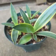 2026年最新】ベネズエラ アガベの人気アイテム - メルカリ