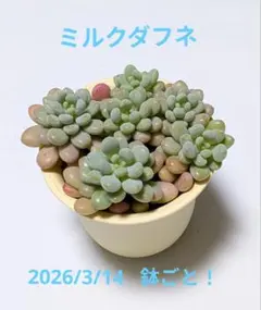 ミルクダフネ 抜き苗 6個 鉢ごと発送！ 多肉植物 - メルカリ