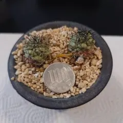 uchi様 リクエスト 3点 まとめ商品