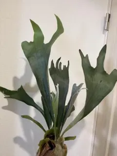 ビカクシダ 観葉植物のサムネイル