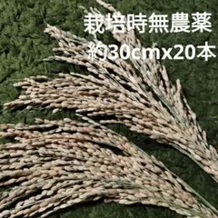 稲穂　ドライ　20本