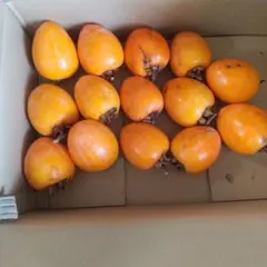 愛宕柿、渋柿3.５キロ１４個