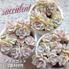 サッチン様 リクエスト 2点 まとめ商品