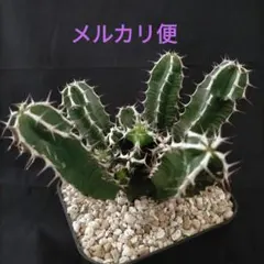 ユーフォルビア ムランジーナ 実生 クラビゲラ オベサ ホリダ ギラウミニアナのサムネイル