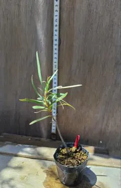 早い者勝ち☆特価☆自家増殖株】 フォークイエリア プルプシー 鉢ごと