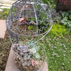 多肉植物寄せ植え そのまま飾れる 大きなセメント鉢୨୧ ⊹˚₊ - メルカリ