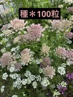ブラックレースフラワー　種　100粒