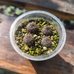フライレア 士童 実生サボテン 多肉植物 観葉植物のサムネイル